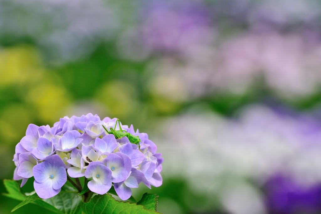 魅惑の花園