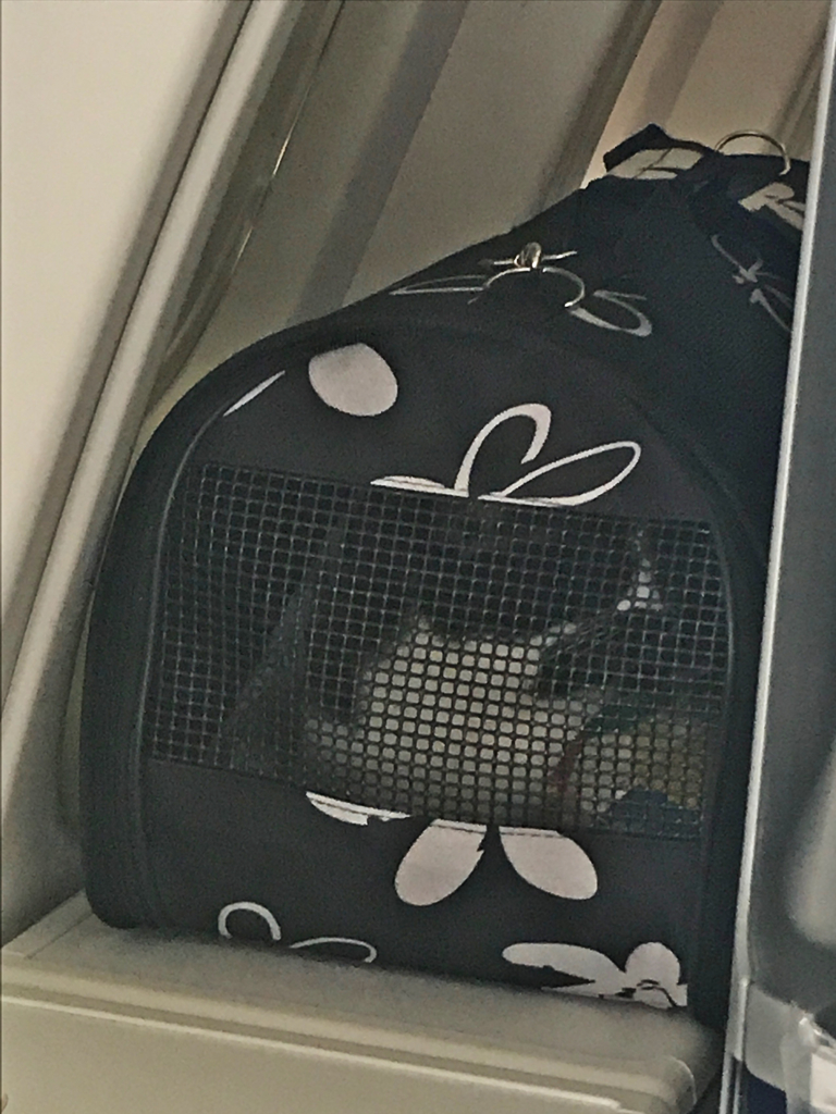 猫ちゃんと一緒(^_^)