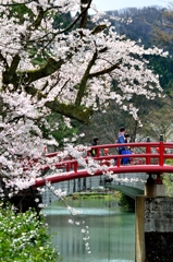 我が郷土に桜あり３