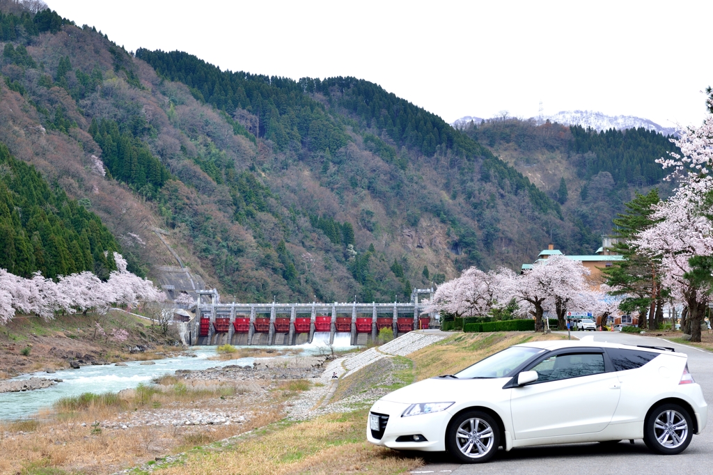 我が郷土に桜あり１