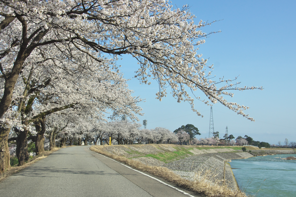 いつもの 桜風景