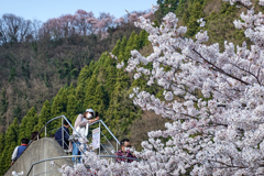 庄川・桜めぐり その14