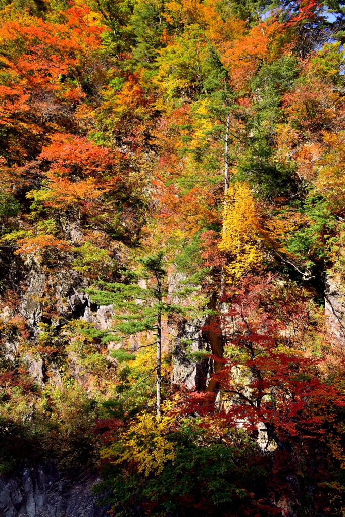 梯子の途中ですが・・・絶景かな♪絶景かな♪