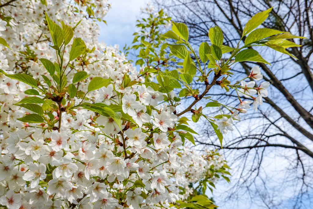 桜風景 その4