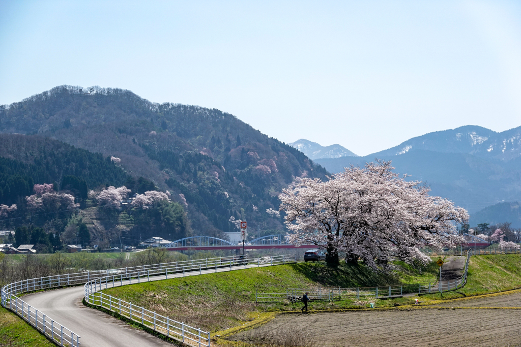 庄川沿い桜並木 その2