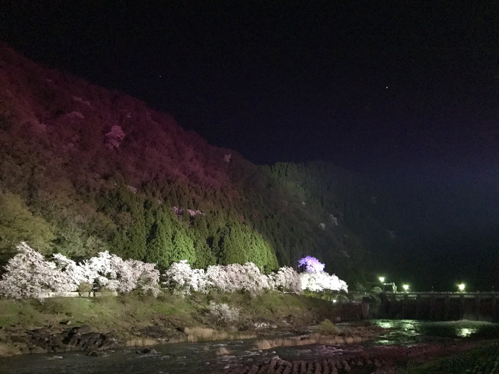 待っててくれた♪ 庄川夜桜♪