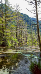 夏の上高地　梓川右岸コース 岳沢湿原
