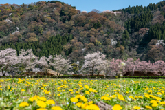 タンポポ絨毯から桜を眺める♪