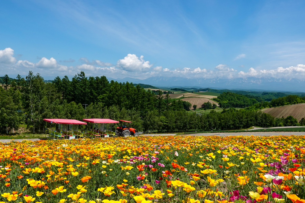 北海道旅行　ポピーの園＠美瑛・四季彩の丘