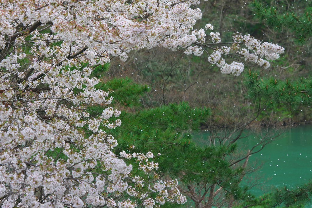 久方の　光のどけき　春の日に　しづ心なく　花の散るらむ