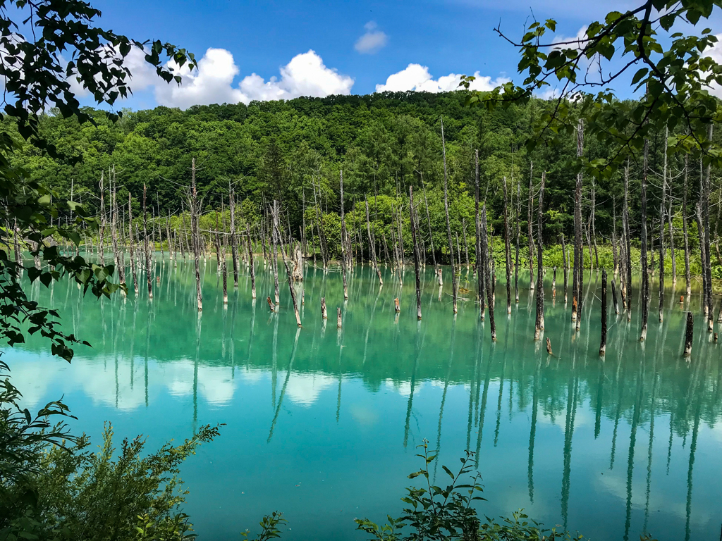 北海道旅行　青い池再訪＠美瑛