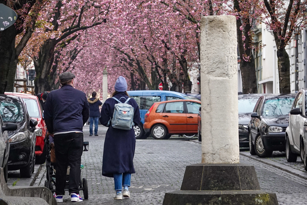 ボン桜模様その後 その4