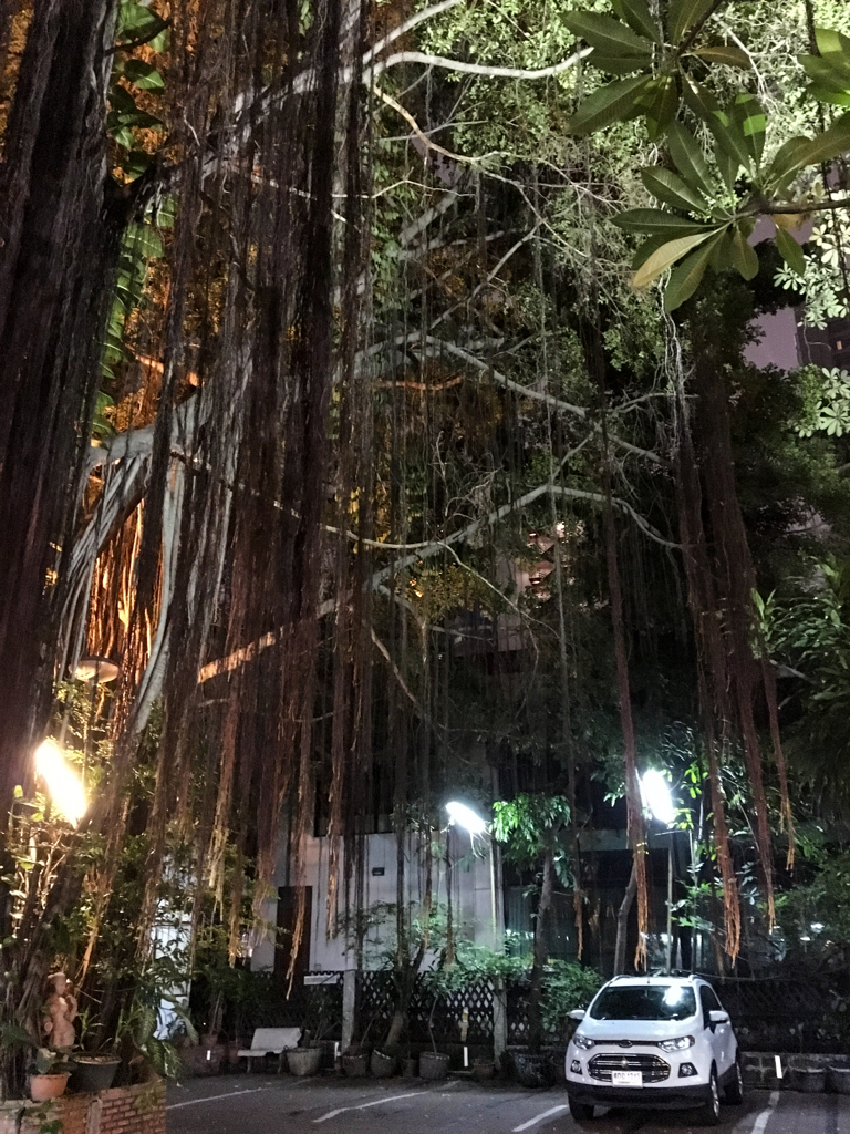 掘出し写真　都会の中の熱帯ジャングル＠バンコク