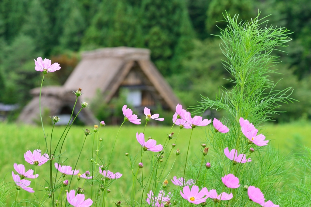 白川郷夏模様Ⅳ