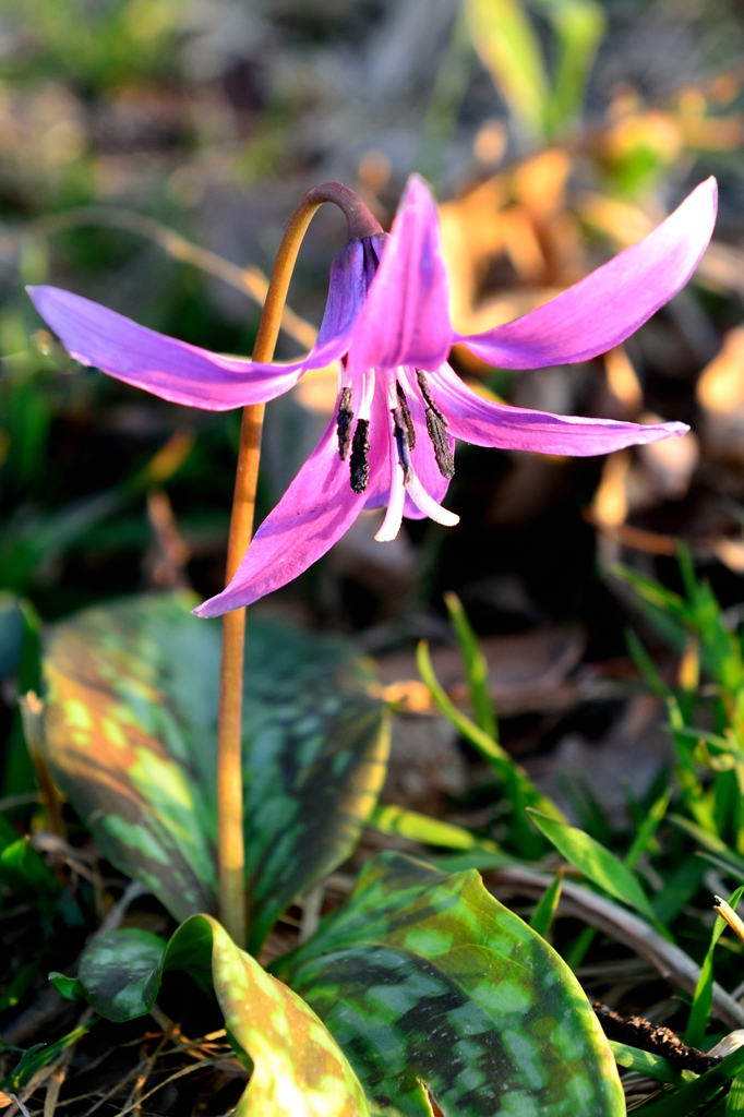 夕陽に染まる　カタクリの花