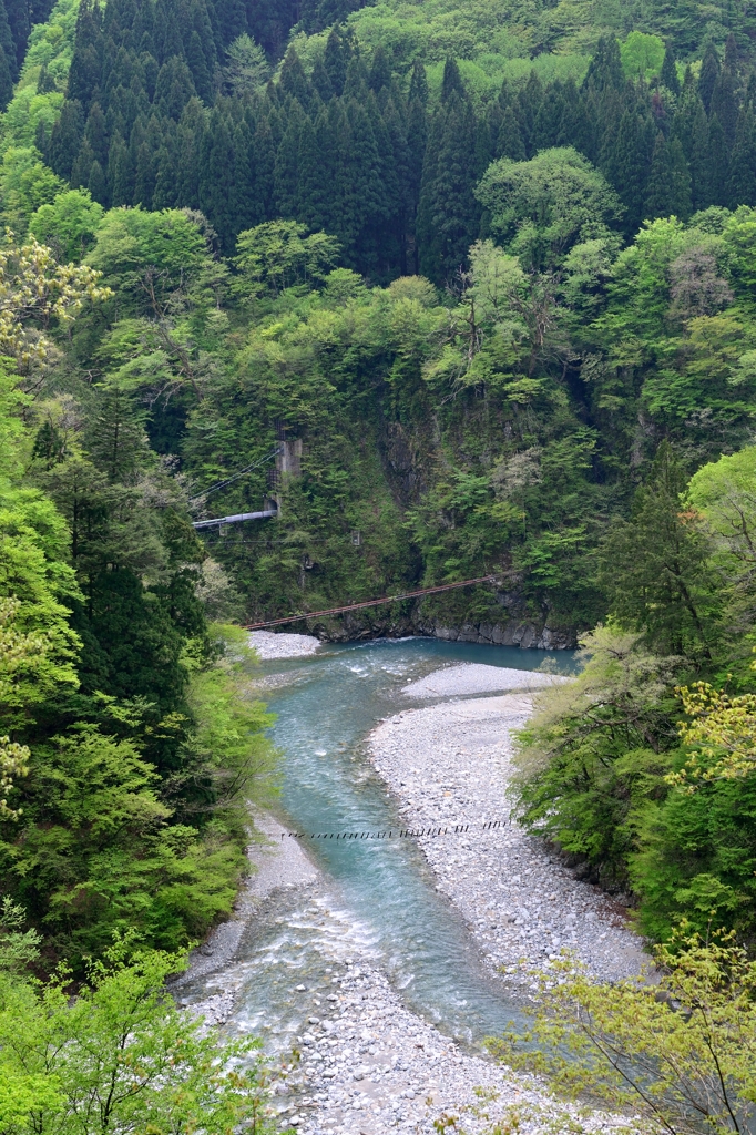 【新緑の黒部峡谷】渓谷を渡る吊り橋
