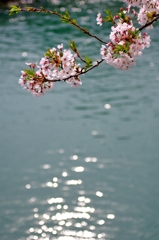 キラキラ桜
