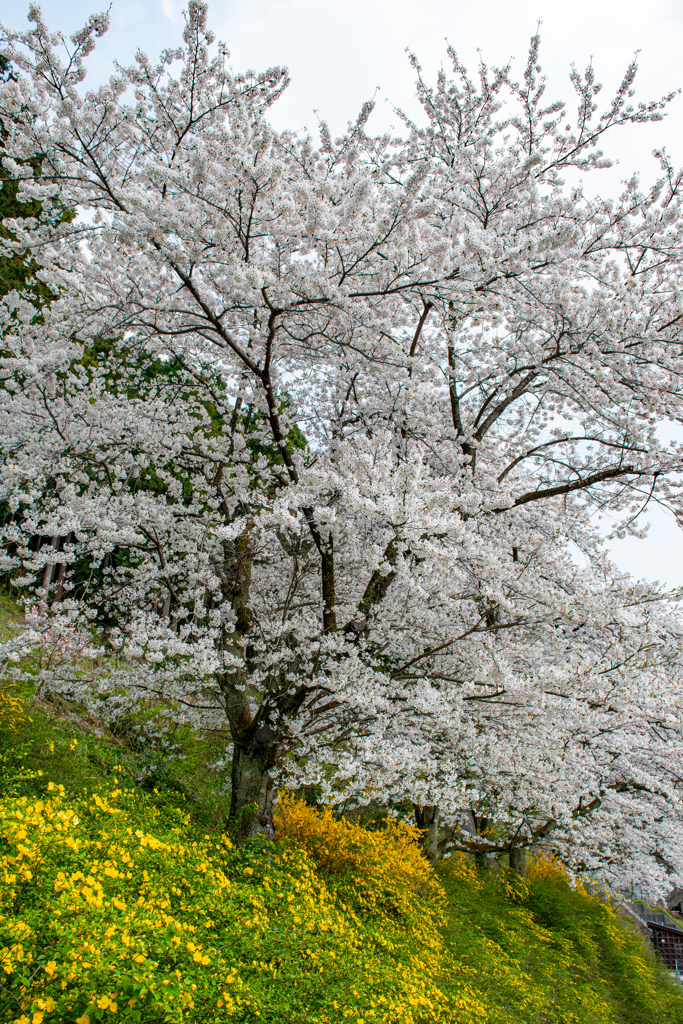 庄川・桜めぐりⅡ その7