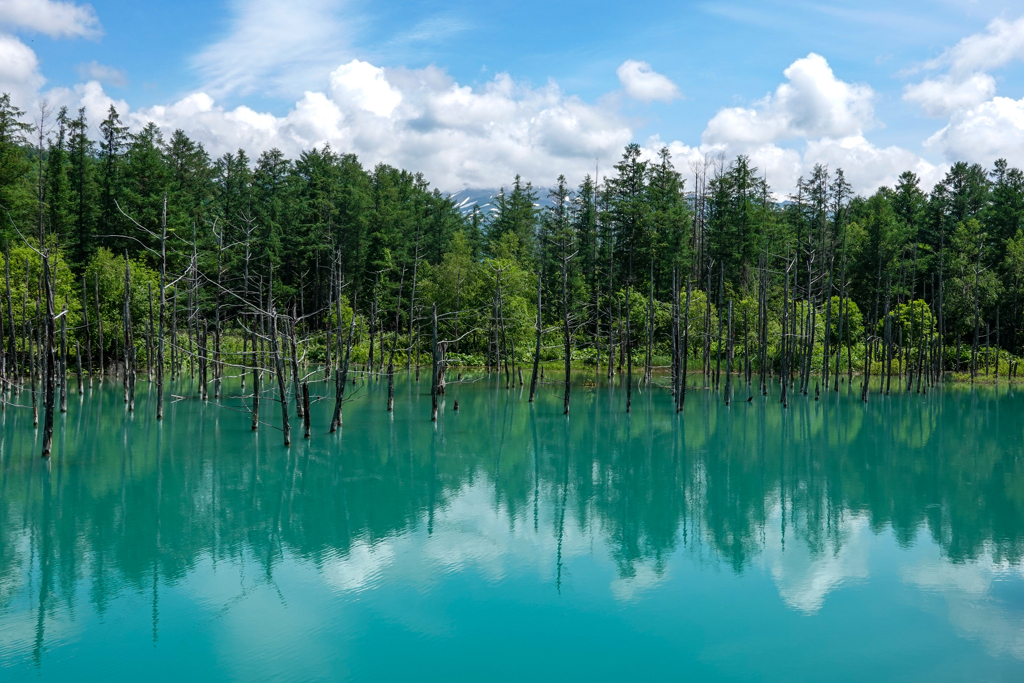 北海道旅行　神秘の白金青い池＠美瑛