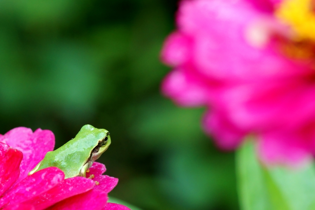 隣の花は赤い