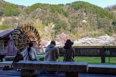 庄川・桜めぐり その15