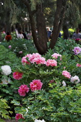 北京・中山公園　春爛漫　その４