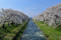 舟川桜づつみ（上流側）