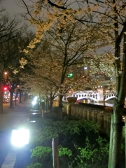 大阪中之島　夜桜