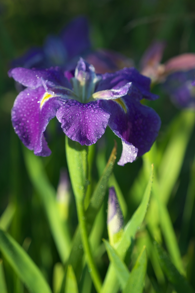 しっとり♪　我が家の花しょうぶ