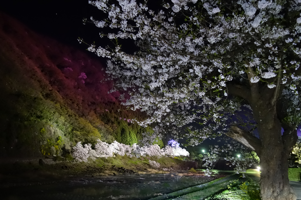 庄川夜桜景色