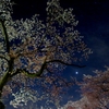 星空桜