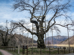 冬備え 荘川桜