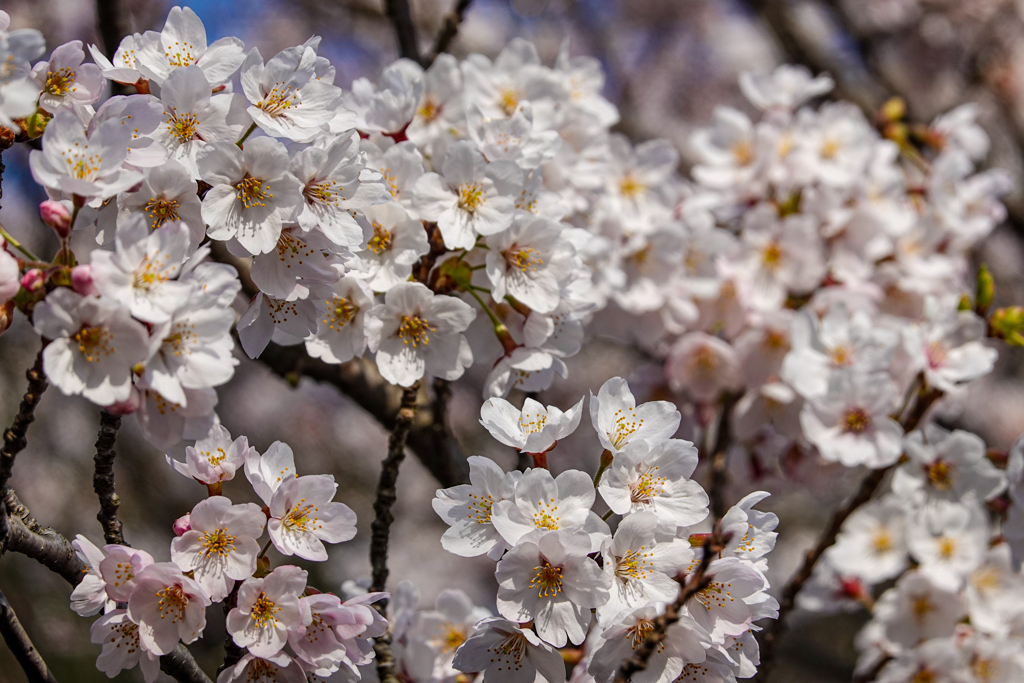 庄川・桜めぐり その13