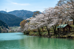 庄川桜散策路♪♪♪