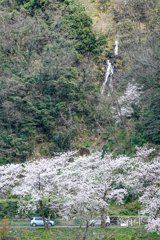 庄川・桜めぐり その7