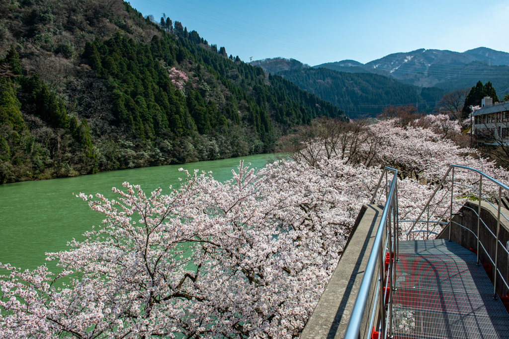 桜見降ろし絶景かな♪ その2