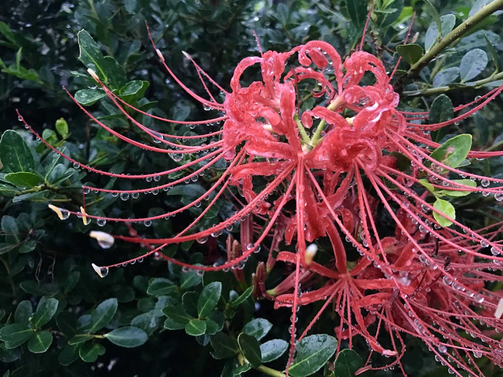 秋雨濡れる彼岸花１
