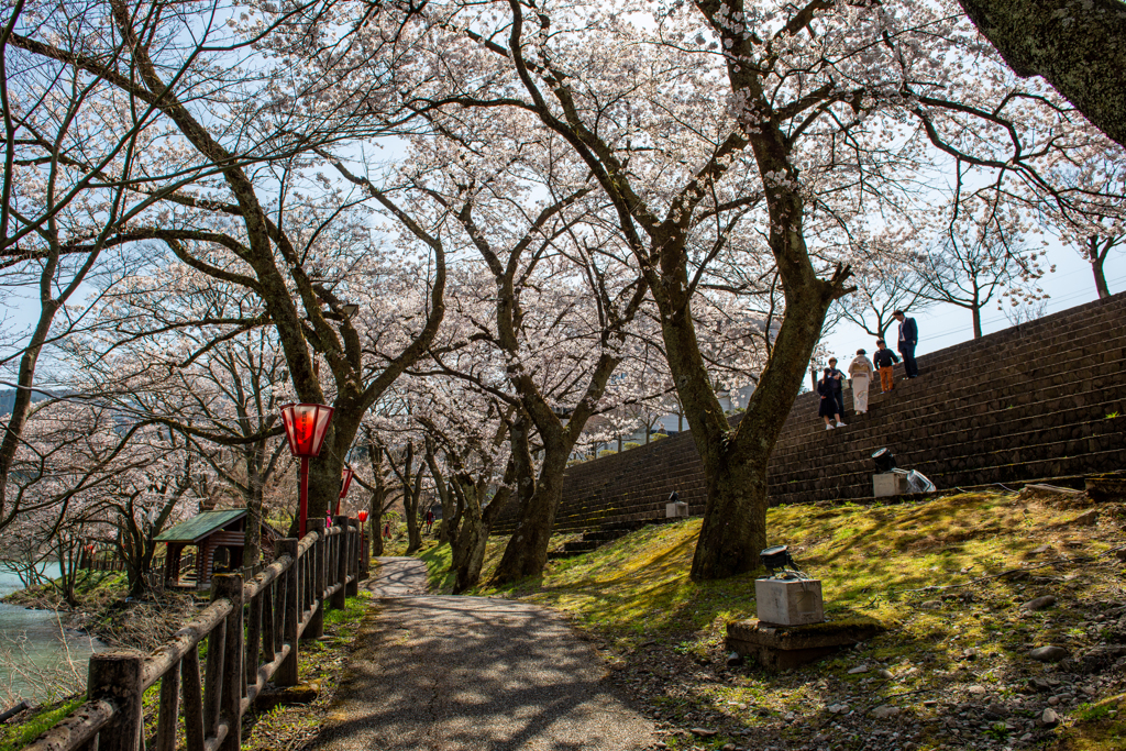 庄川桜散策路にて・・・
