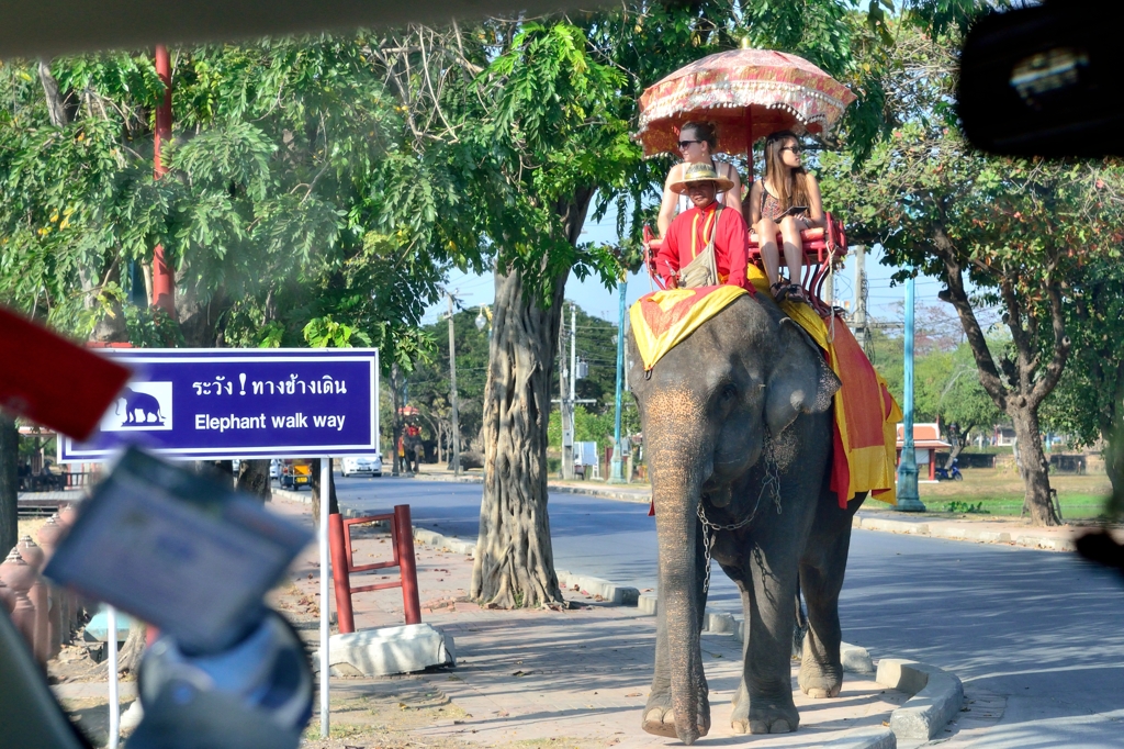 Elephant walk way