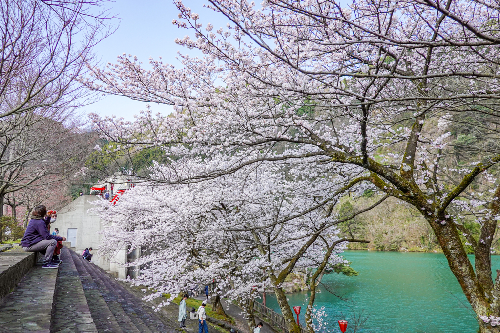 庄川・桜めぐり その12