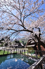 山里の 春のうららを 来てみれば 池の水面に 花ぞ散りける 