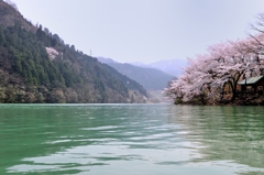 湖畔の桜景色 