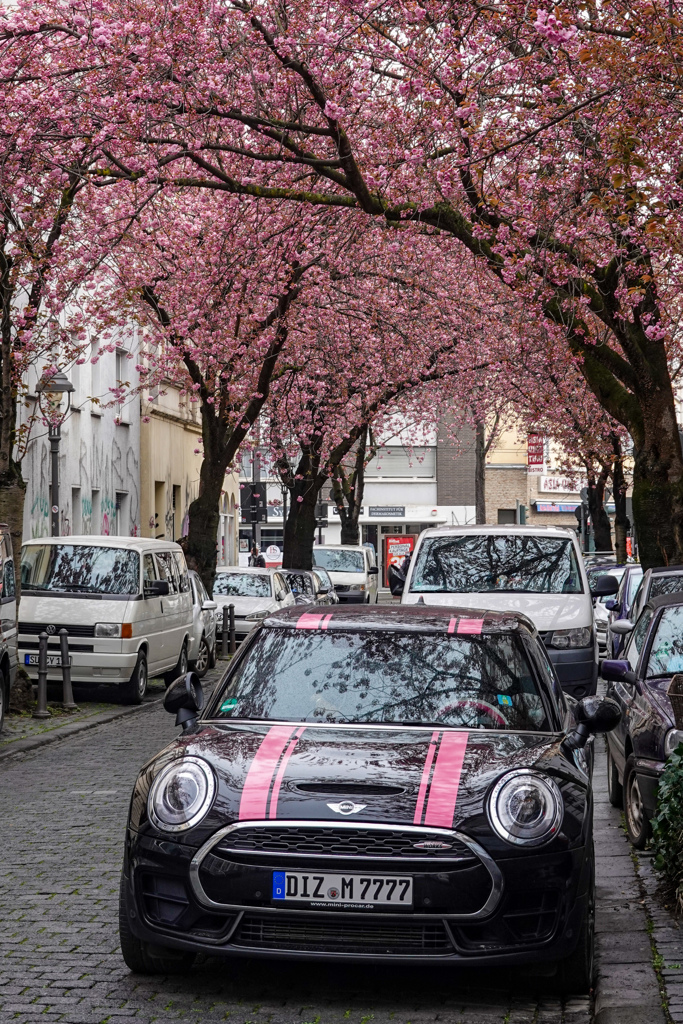 ボン桜模様その後 その6