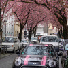 ボン桜模様その後 その6