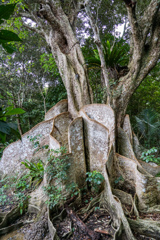 森の巨人 日本最大“先島蘇芳木” 1