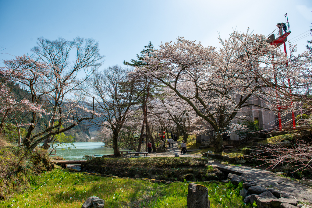 春の逆光