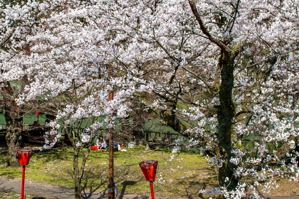 桜の下で・・・