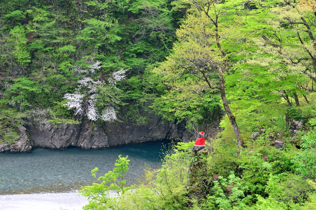 【新緑の黒部峡谷】仏石と桜