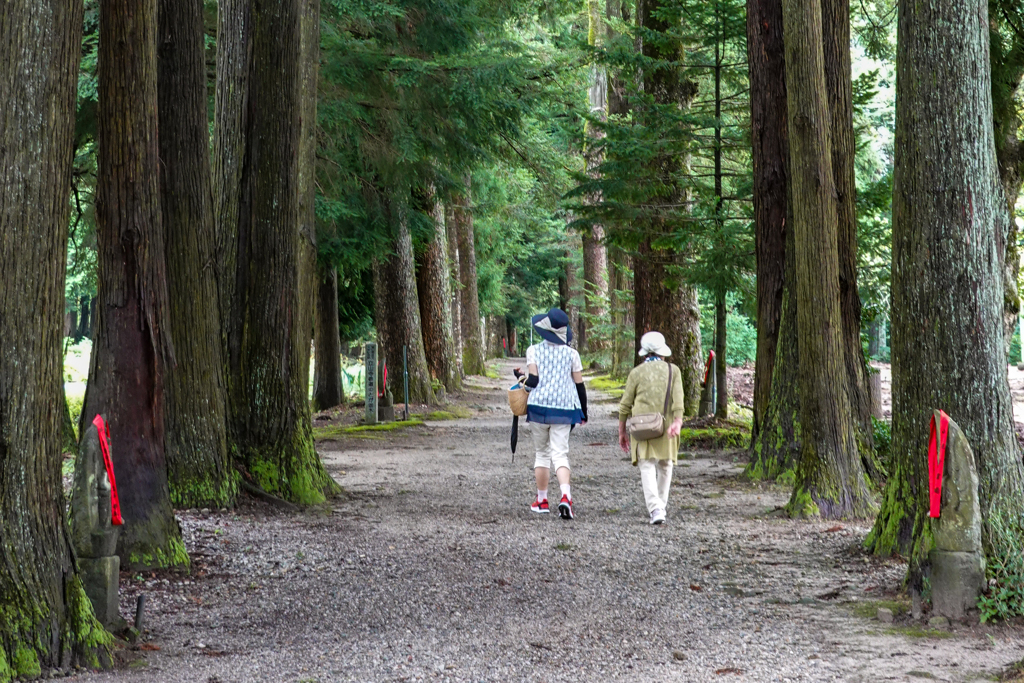 樹齢400年を超える栂並木(富山県天然記念物)