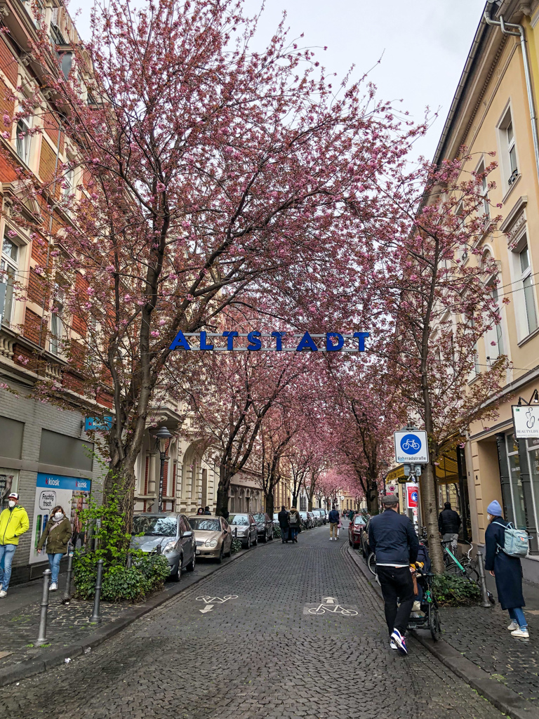 ボン桜模様その後 その1